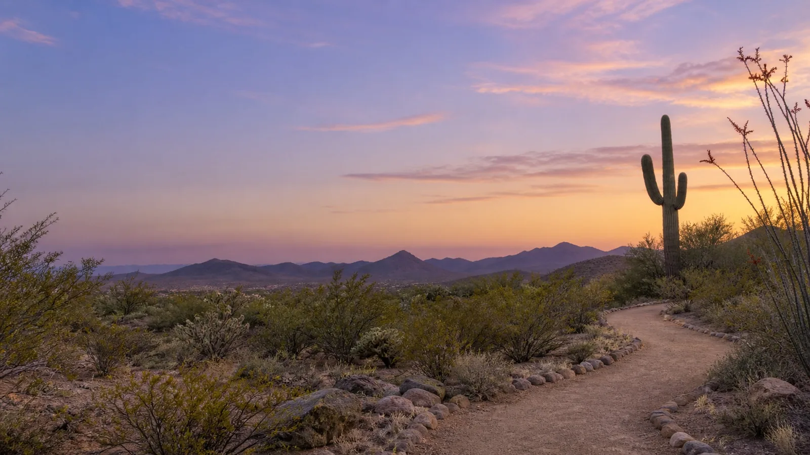 Sonoran Desert trail framed by saguaros at twilight
